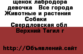 щенок лабродора девочка - Все города Животные и растения » Собаки   . Свердловская обл.,Верхний Тагил г.